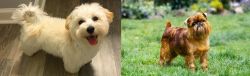 Maltipoo vs Brussels Griffon - Breed Comparison