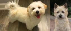 Maltipoo vs Cairn Terrier - Breed Comparison