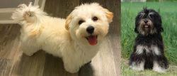 Maltipoo vs Cao da Serra de Aires - Breed Comparison