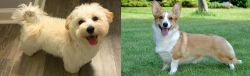 Maltipoo vs Cardigan Welsh Corgi - Breed Comparison