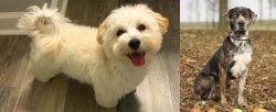 Maltipoo vs Catahoula Leopard - Breed Comparison