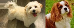 Maltipoo vs Cavalier King Charles Spaniel - Breed Comparison
