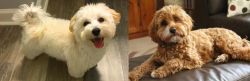 Maltipoo vs Cavapoo - Breed Comparison
