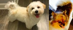 Maltipoo vs Chiapom - Breed Comparison