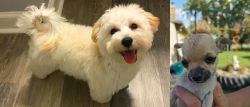 Maltipoo vs Chihuahua - Breed Comparison