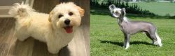 Maltipoo vs Chinese Crested Dog - Breed Comparison