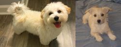 Maltipoo vs Chipoo - Breed Comparison