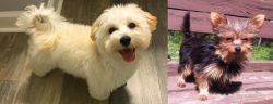 Maltipoo vs Chorkie - Breed Comparison