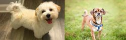 Maltipoo vs Chug - Breed Comparison