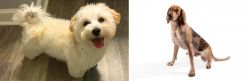 Maltipoo vs Coonhound - Breed Comparison