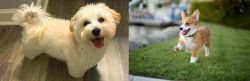 Maltipoo vs Corgi - Breed Comparison
