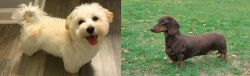 Maltipoo vs Dachshund - Breed Comparison