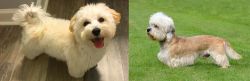 Maltipoo vs Dandie Dinmont Terrier - Breed Comparison