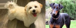 Maltipoo vs Doberman Pinscher - Breed Comparison