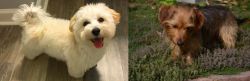 Maltipoo vs Dorkie - Breed Comparison