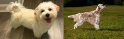 Maltipoo vs English Setter - Breed Comparison