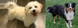 Maltipoo vs English Shepherd - Breed Comparison