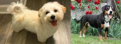 Maltipoo vs Entlebucher Mountain Dog - Breed Comparison
