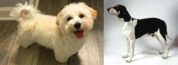 Maltipoo vs Francais Blanc et Noir - Breed Comparison