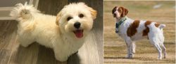 Maltipoo vs French Brittany - Breed Comparison