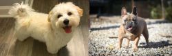 Maltipoo vs French Bulldog - Breed Comparison