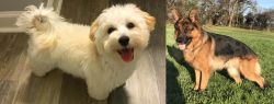 Maltipoo vs German Shepherd - Breed Comparison