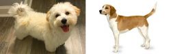 Maltipoo vs Harrier - Breed Comparison