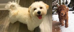 Maltipoo vs Irish Doodles - Breed Comparison