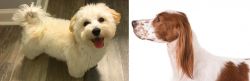 Maltipoo vs Irish Red and White Setter - Breed Comparison