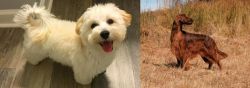 Maltipoo vs Irish Setter - Breed Comparison