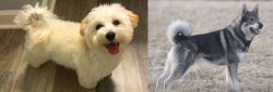 Maltipoo vs Jamthund - Breed Comparison