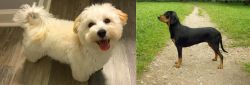 Maltipoo vs Latvian Hound - Breed Comparison