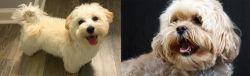 Maltipoo vs Lhasapoo - Breed Comparison