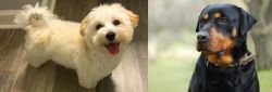 Maltipoo vs Rottweiler - Breed Comparison