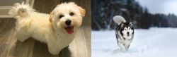 Maltipoo vs Siberian Husky - Breed Comparison