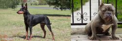 Manchester Terrier vs American Bully - Breed Comparison