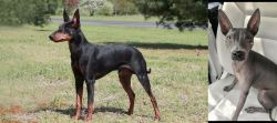 Manchester Terrier vs American Hairless Terrier - Breed Comparison