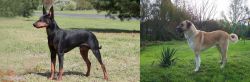 Manchester Terrier vs Anatolian Shepherd - Breed Comparison