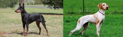 Manchester Terrier vs Ariege Pointer - Breed Comparison