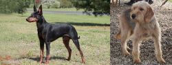 Manchester Terrier vs Bosnian Coarse-Haired Hound - Breed Comparison