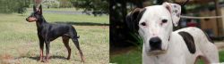 Manchester Terrier vs Bull Arab - Breed Comparison
