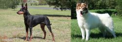 Manchester Terrier vs Canadian Eskimo Dog - Breed Comparison