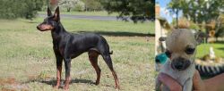 Manchester Terrier vs Chihuahua - Breed Comparison