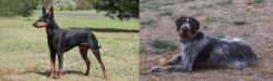 Manchester Terrier vs Deutsch Drahthaar - Breed Comparison