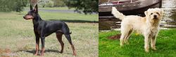 Manchester Terrier vs Dutch Smoushond - Breed Comparison