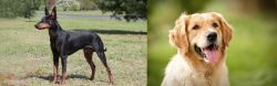 Manchester Terrier vs Golden Retriever - Breed Comparison