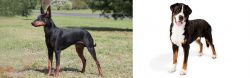 Manchester Terrier vs Greater Swiss Mountain Dog - Breed Comparison