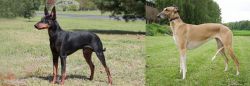 Manchester Terrier vs Hortaya Borzaya - Breed Comparison