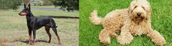 Manchester Terrier vs Labradoodle - Breed Comparison