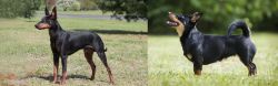 Manchester Terrier vs Lancashire Heeler - Breed Comparison